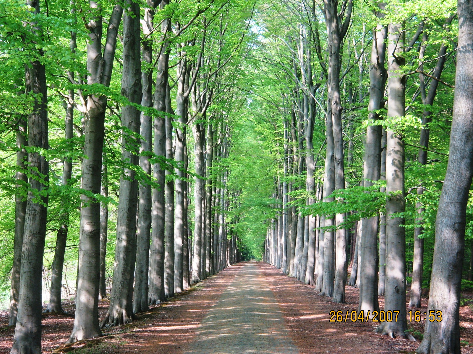 Landgoed Valkenberg bij Breda; je voelt de oudheid van het bos, de paden, de bomen