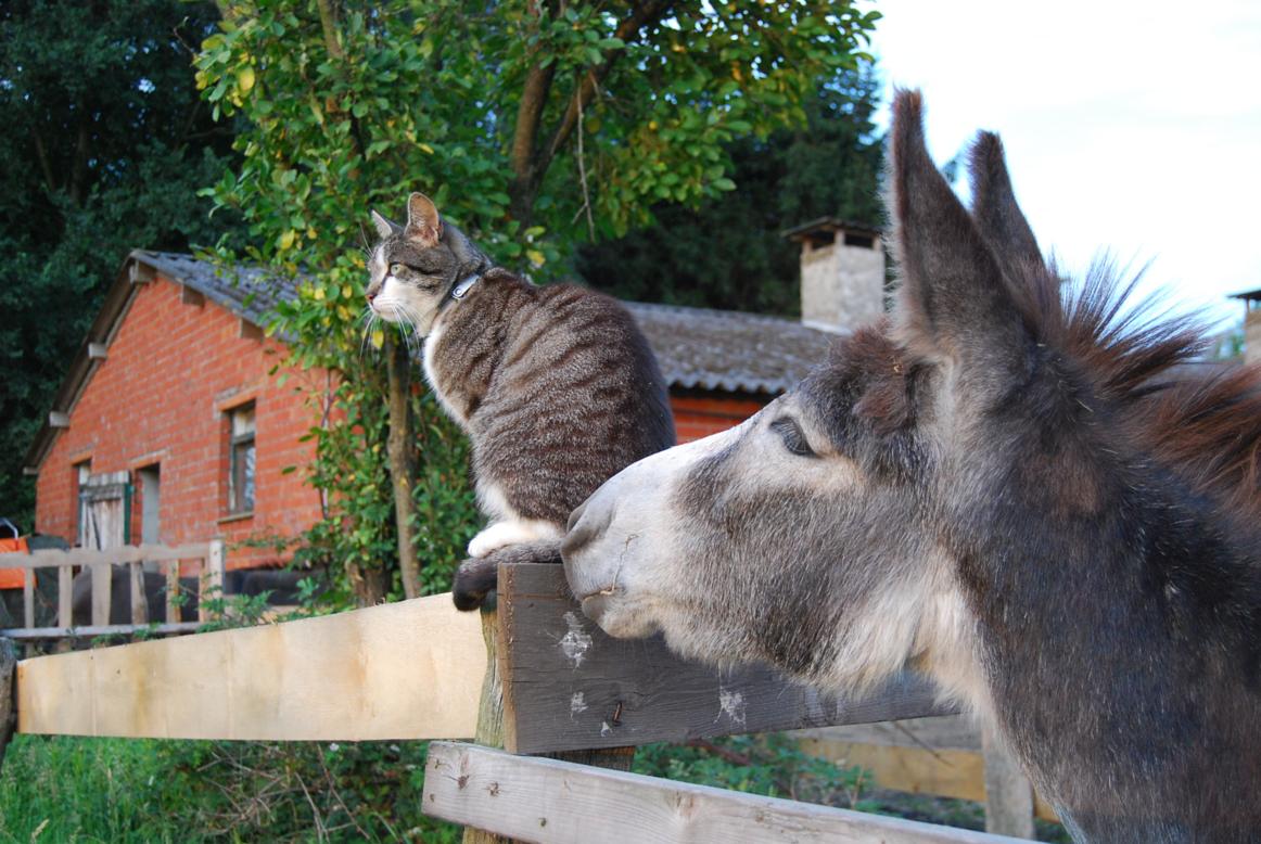 Mijn grote liefdes. Kat en ezel, samen met mij genietend van de avondzon in de wei.