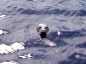 Deze luie visser werkte samen met de mensen op de kade. Zij vingen kabeljauw en wanneer ze niet snel genoeg binnenhaalden, had één van de drie zeehonden ze te pakken. Wanneer ze er twee vingen, kregen de zeehonden er eentje!