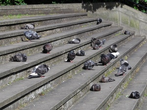 Duiven op de trappen van een kerk in Edinburgh Schotland