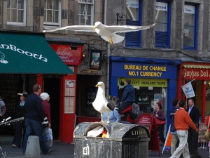 Meeuwen werkten samen om halfvolle bakjes fish&chips uit de prullebakken te halen
