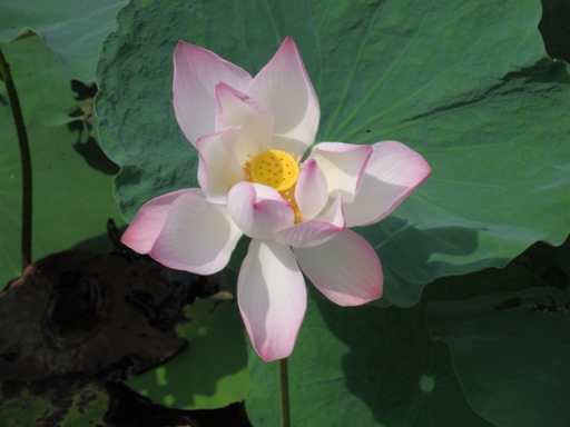Eindelijk ... een lotusbloem in werkelijkheid!